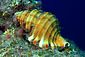 Sea Shell